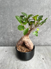 Load image into Gallery viewer, Bonsai