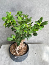 Load image into Gallery viewer, Bonsai