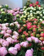 Load image into Gallery viewer, Fresh Cut Peonies
