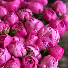 Load image into Gallery viewer, Fresh Cut Peonies