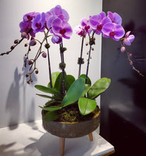 Load image into Gallery viewer, Medium Orchid Planter