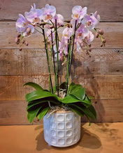 Load image into Gallery viewer, Medium Orchid Planter