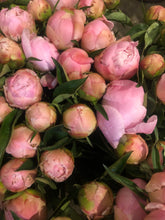 Load image into Gallery viewer, Fresh Cut Peonies