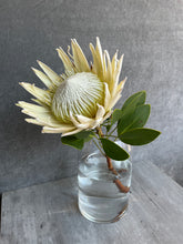 Load image into Gallery viewer, Fresh Cut Proteas