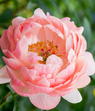 Load image into Gallery viewer, Fresh Cut Peonies