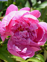 Load image into Gallery viewer, Fresh Cut Peonies