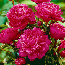 Load image into Gallery viewer, Fresh Cut Peonies