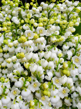 Load image into Gallery viewer, Lily of the Valley Bunch