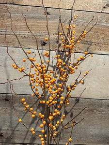 Golden Ilax