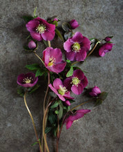 Load image into Gallery viewer, Hellebores
