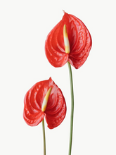 Load image into Gallery viewer, Import Anthurium (1 Stem)
