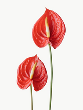 Load image into Gallery viewer, Import Anthurium
