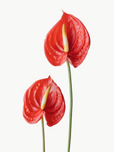 Load image into Gallery viewer, Imported Anthurium
