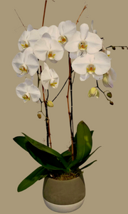 White Double-Stem Orchid Planter