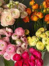 Load image into Gallery viewer, Fresh Cut Regular Ranunculus

