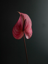 Load image into Gallery viewer, Import Anthurium (1 Stem)
