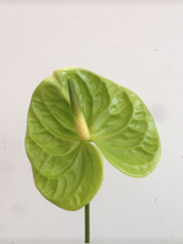 Load image into Gallery viewer, Import Anthurium (1 Stem)
