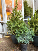 Load image into Gallery viewer, Christmas Tree
