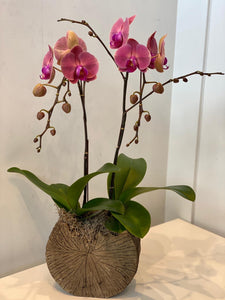 Double-Stem (Non-White) Orchid Planter