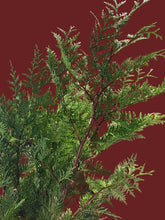Load image into Gallery viewer, Christmas Foliage
