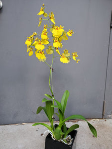 Single-Stem Orchid Planter