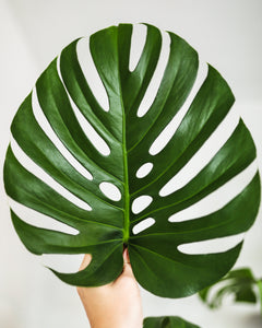 Monstera Leaf