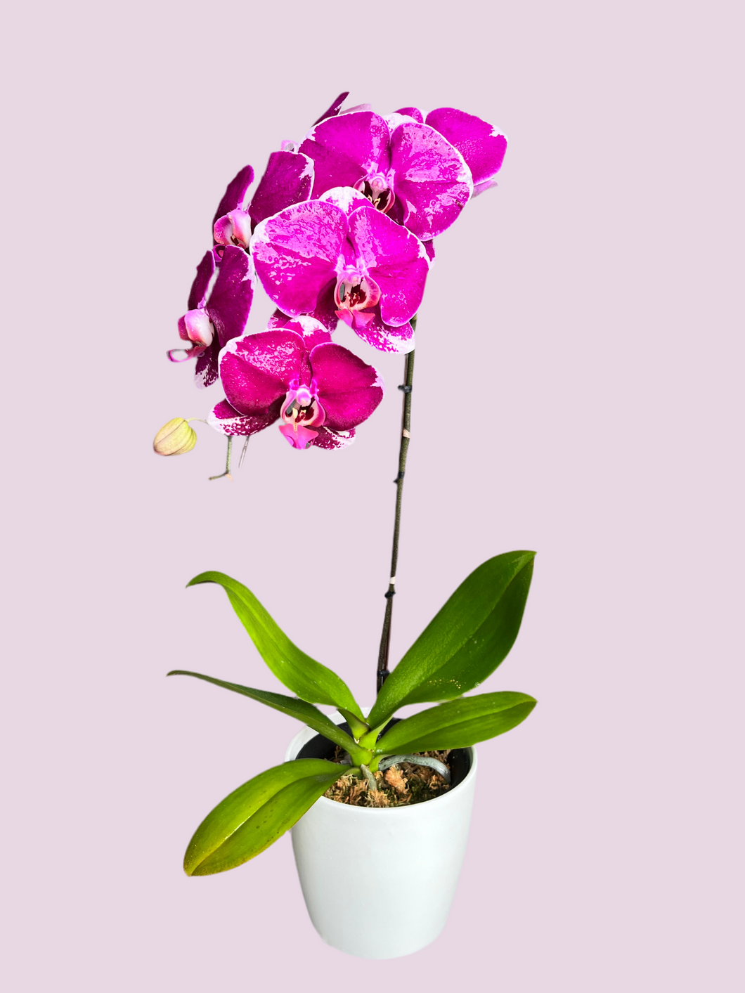 Single-Stem Orchid Planter