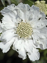 Load image into Gallery viewer, Scabiosa
