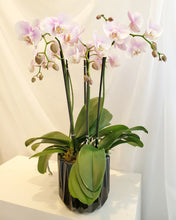 Load image into Gallery viewer, Medium Orchid Planter
