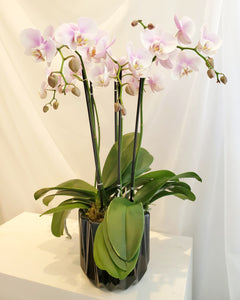 Medium Orchid Planter