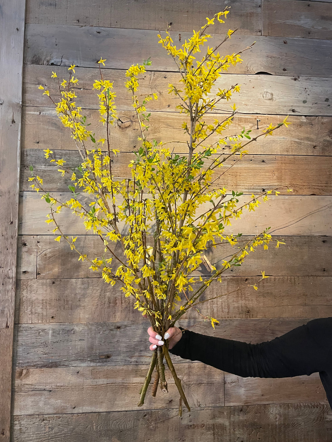 Golden Forsythia