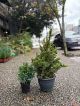 Load image into Gallery viewer, Christmas Tree
