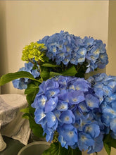 Load image into Gallery viewer, Potted Hydrangea
