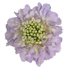 Load image into Gallery viewer, Scabiosa
