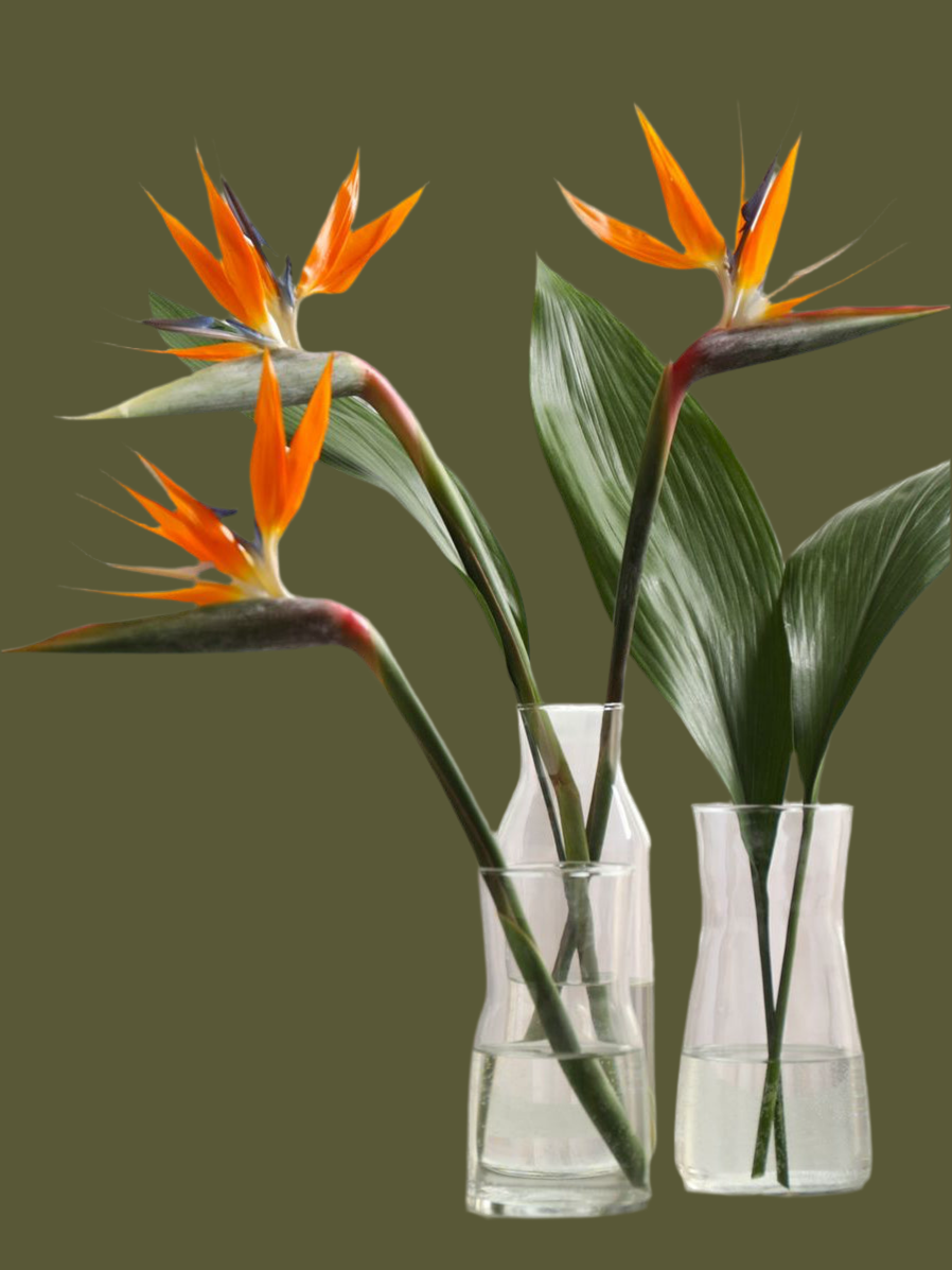 Birds of Paradise