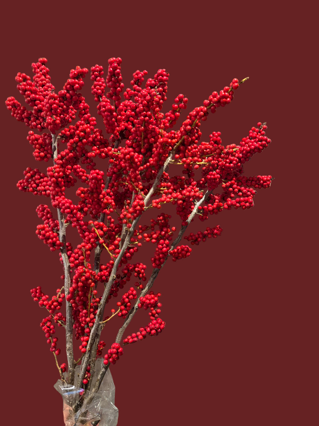 Red ilex