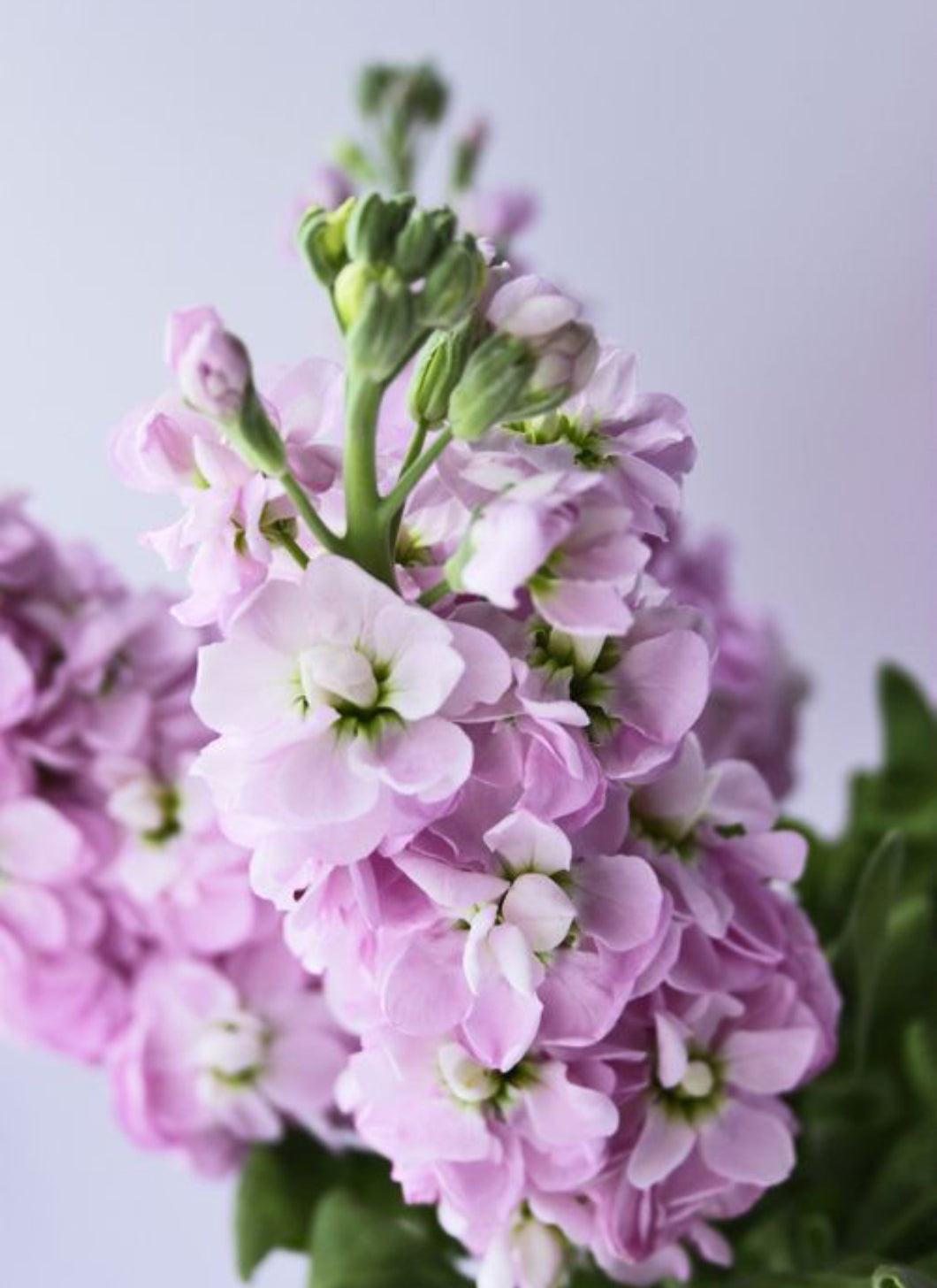 Stocks (Matthiola incana)