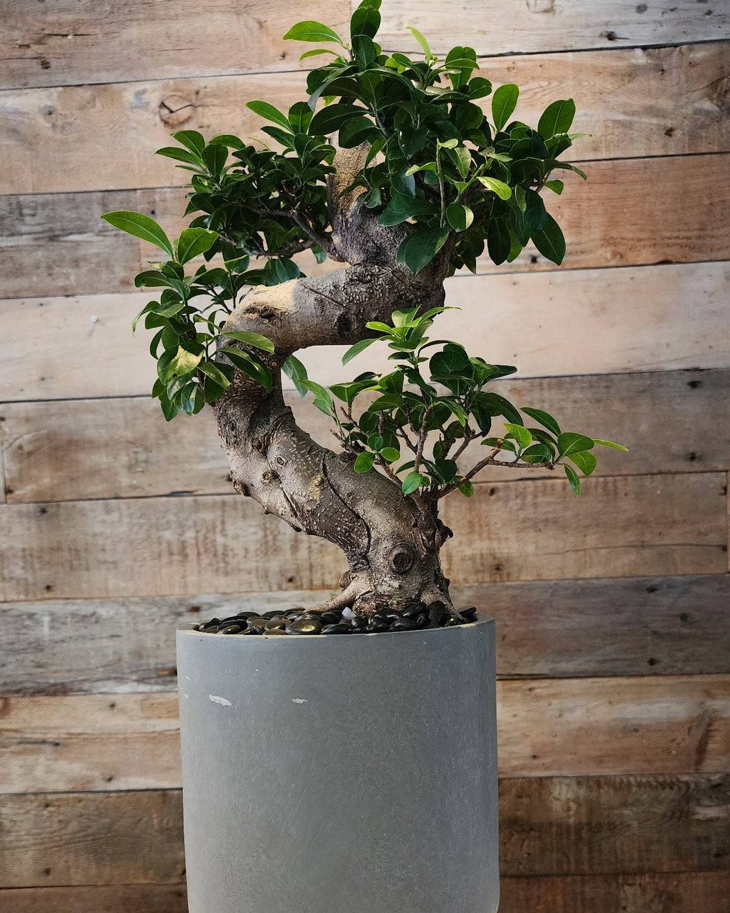 Bonzai in Pot