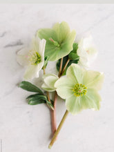Load image into Gallery viewer, Hellebores
