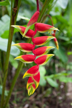 Load image into Gallery viewer, Heliconia
