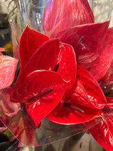 Load image into Gallery viewer, Anthurium (1 Stem)
