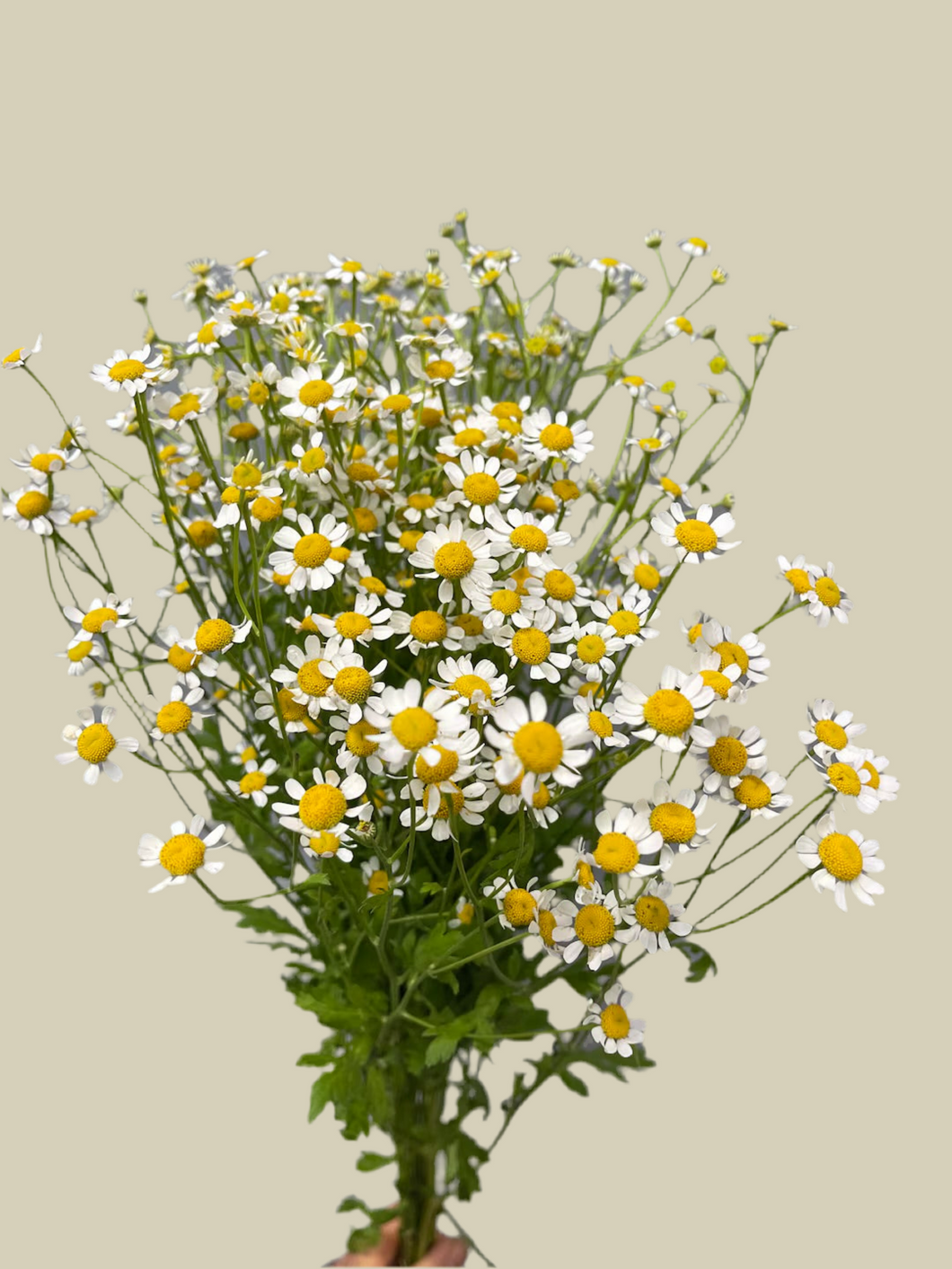 Chamomile