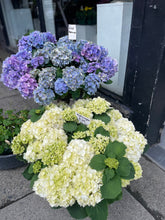 Load image into Gallery viewer, Potted Hydrangea
