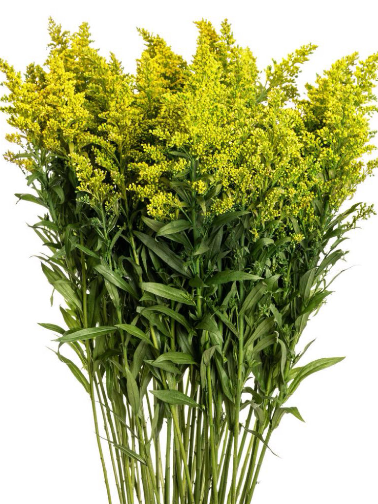 Solidago