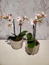 Load image into Gallery viewer, Small Orchid Planter
