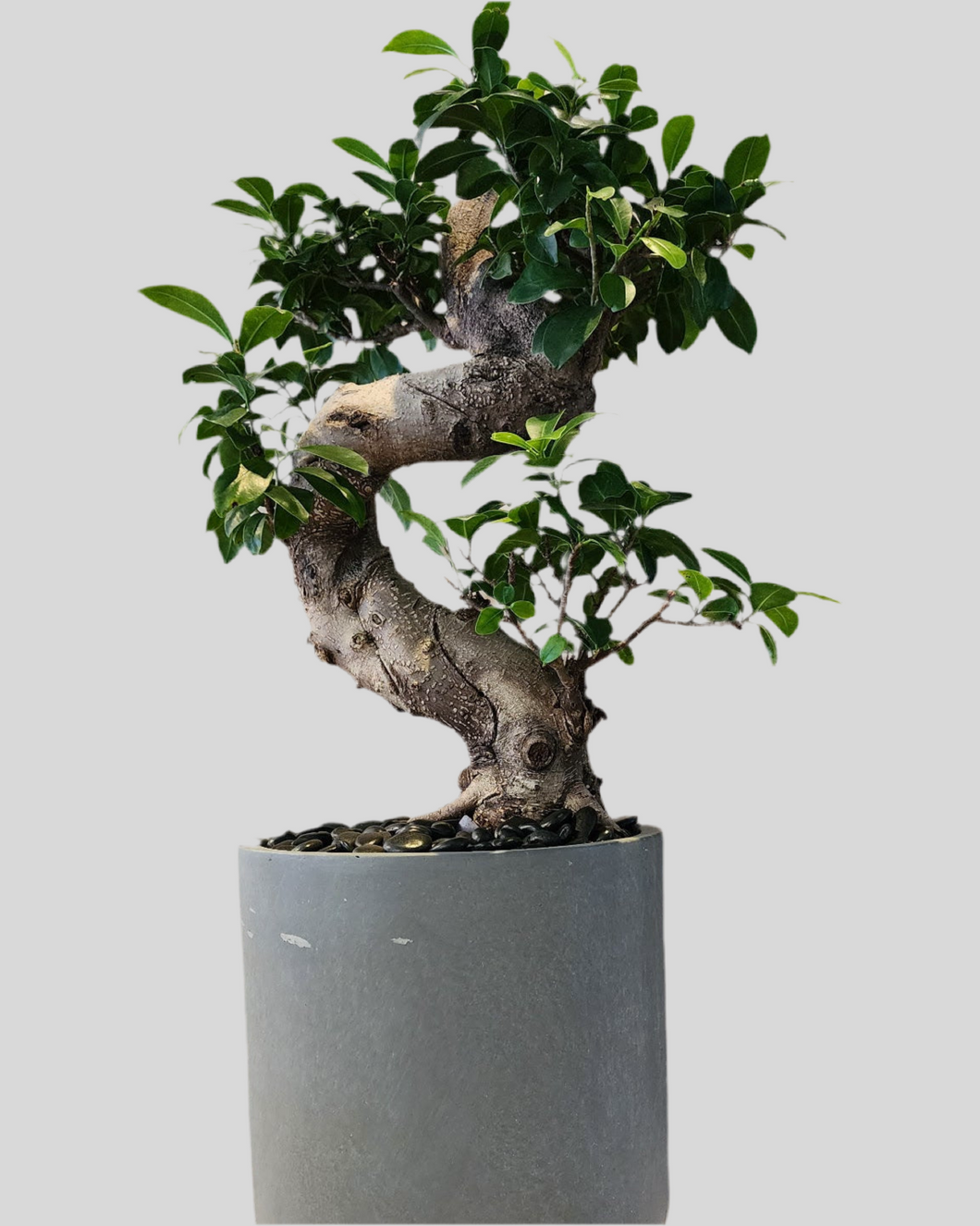 Bonzai in Pot