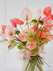 Import Anthurium