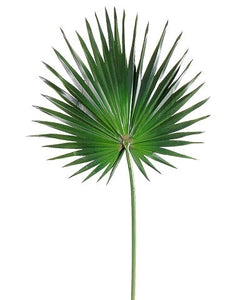 Fan Palm leaf