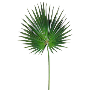 Fan Palm leaf