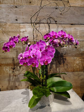 Load image into Gallery viewer, Medium Orchid Planter

